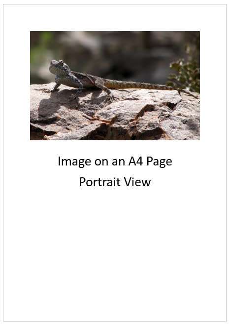 `Southern Rock Agama - Lizard` Original Digital Download Stock Photo