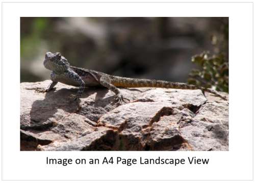 `Southern Rock Agama - Lizard` Original Digital Download Stock Photo