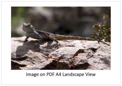`Southern Rock Agama - Lizard` Original Digital Download Stock Photo