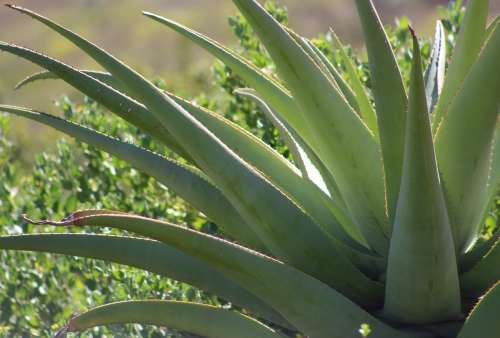 `Aloe Vera Cactus Leaves` Original Digital Download Stock Photo