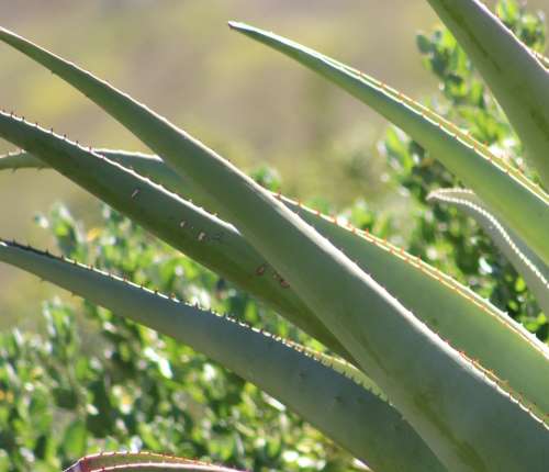 `Aloe Vera Cactus Leaves` Original Digital Download Stock Photo