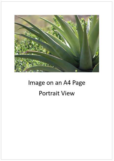`Aloe Vera Cactus Leaves` Original Digital Download Stock Photo