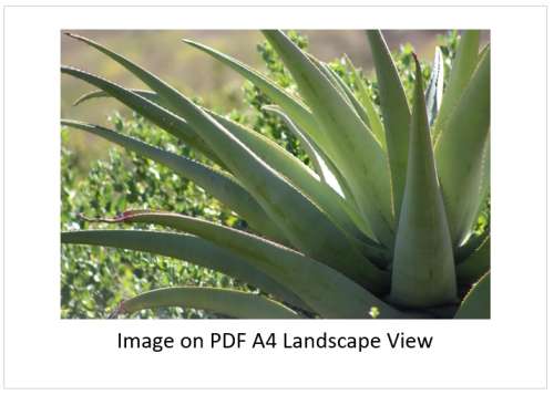 `Aloe Vera Cactus Leaves` Original Digital Download Stock Photo