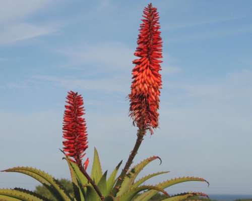 `Aloe Vera Flowers` Original Digital Download Stock Photo
