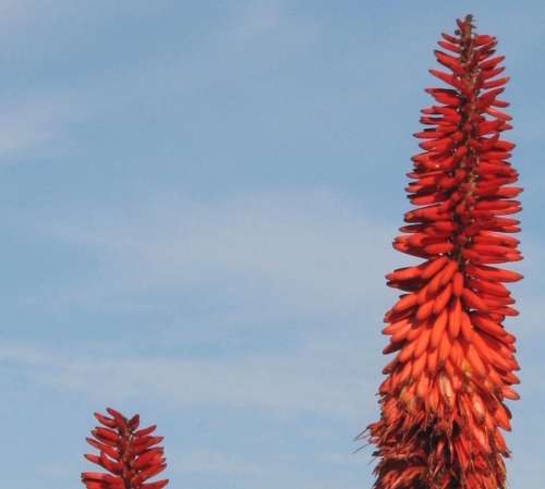 `Aloe Vera Flowers` Original Digital Download Stock Photo