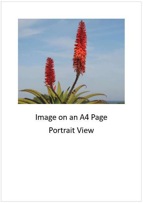 `Aloe Vera Flowers` Original Digital Download Stock Photo