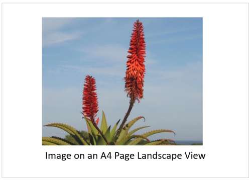`Aloe Vera Flowers` Original Digital Download Stock Photo