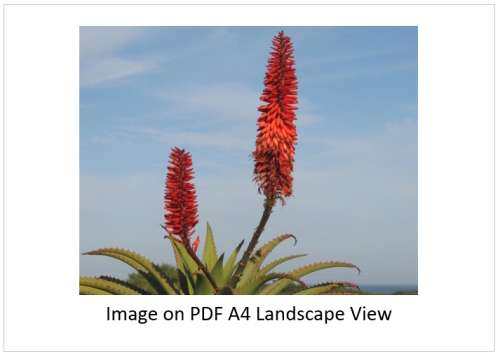 `Aloe Vera Flowers` Original Digital Download Stock Photo