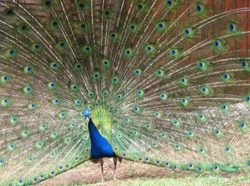 `Peacock Train` Original Digital Download Stock Photo
