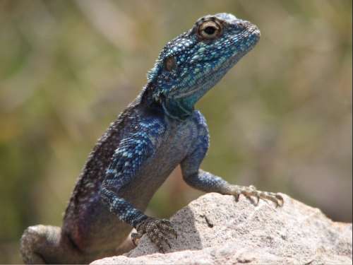 `Southern Rock Agama - Posing` Original Digital Download Stock Photo