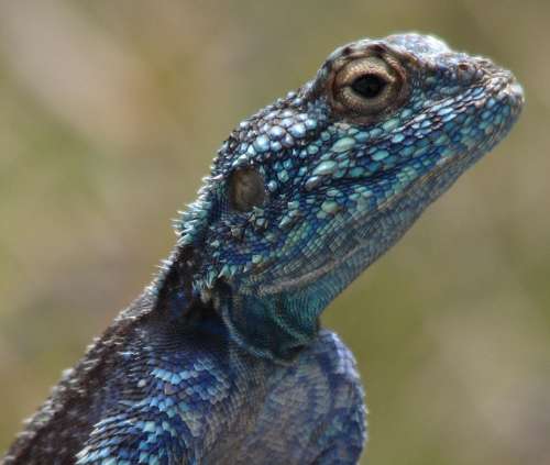 `Southern Rock Agama - Posing` Original Digital Download Stock Photo