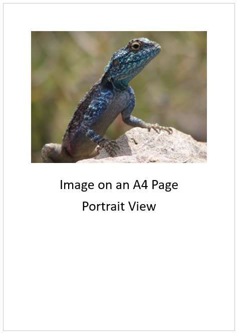 `Southern Rock Agama - Posing` Original Digital Download Stock Photo