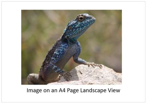 `Southern Rock Agama - Posing` Original Digital Download Stock Photo