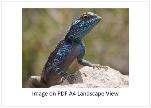 `Southern Rock Agama - Posing` Original Digital Download Stock Photo