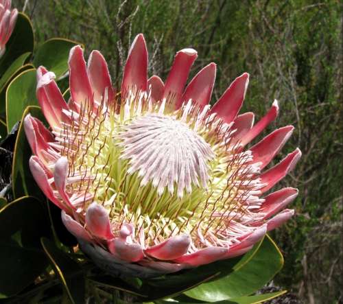 `King Protea Blooming` Original Digital Download Stock Photo