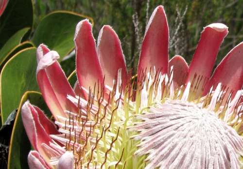 `King Protea Blooming` Original Digital Download Stock Photo
