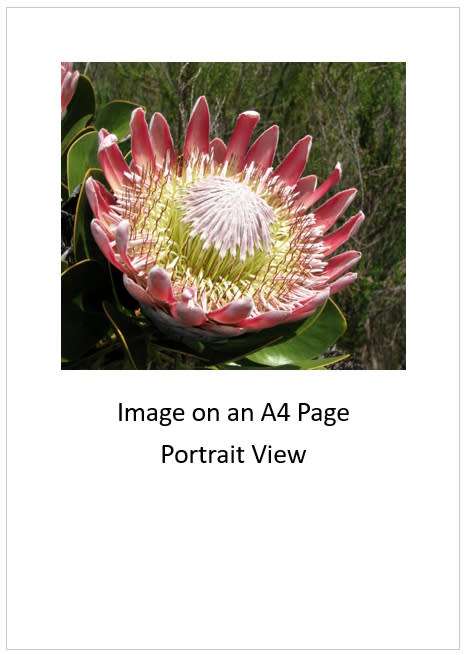 `King Protea Blooming` Original Digital Download Stock Photo