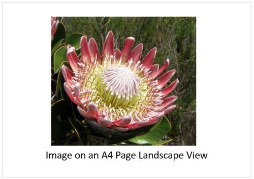 `King Protea Blooming` Original Digital Download Stock Photo