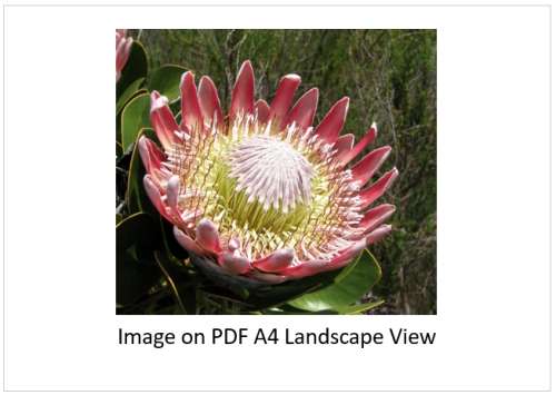 `King Protea Blooming` Original Digital Download Stock Photo