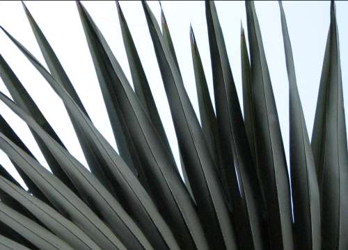 `Palm Fronds Fauna Abstract` Original Digital Download Stock Photo