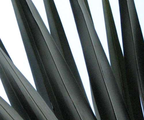 `Palm Fronds Fauna Abstract` Original Digital Download Stock Photo