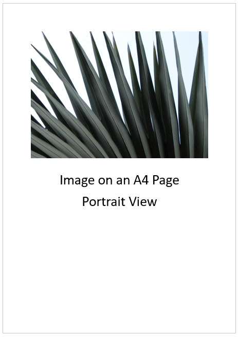`Palm Fronds Fauna Abstract` Original Digital Download Stock Photo