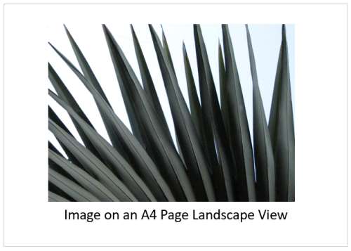 `Palm Fronds Fauna Abstract` Original Digital Download Stock Photo