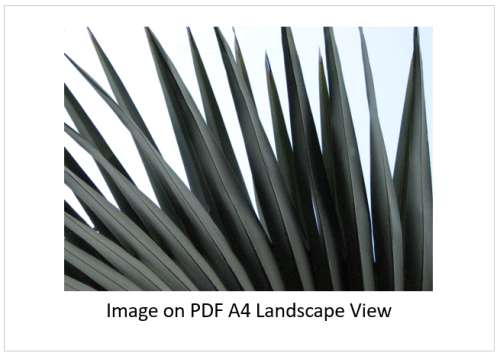 `Palm Fronds Fauna Abstract` Original Digital Download Stock Photo