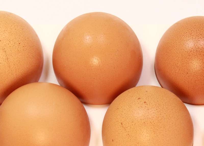 `Poultry Products: Fresh Eggs` Original Digital Download Stock Photo