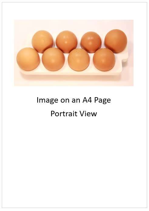 `Poultry Products: Fresh Eggs` Original Digital Download Stock Photo