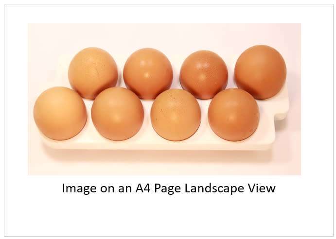 `Poultry Products: Fresh Eggs` Original Digital Download Stock Photo