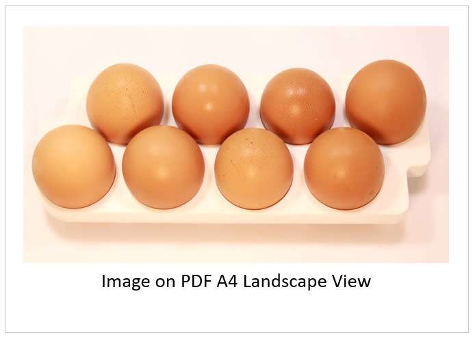 `Poultry Products: Fresh Eggs` Original Digital Download Stock Photo