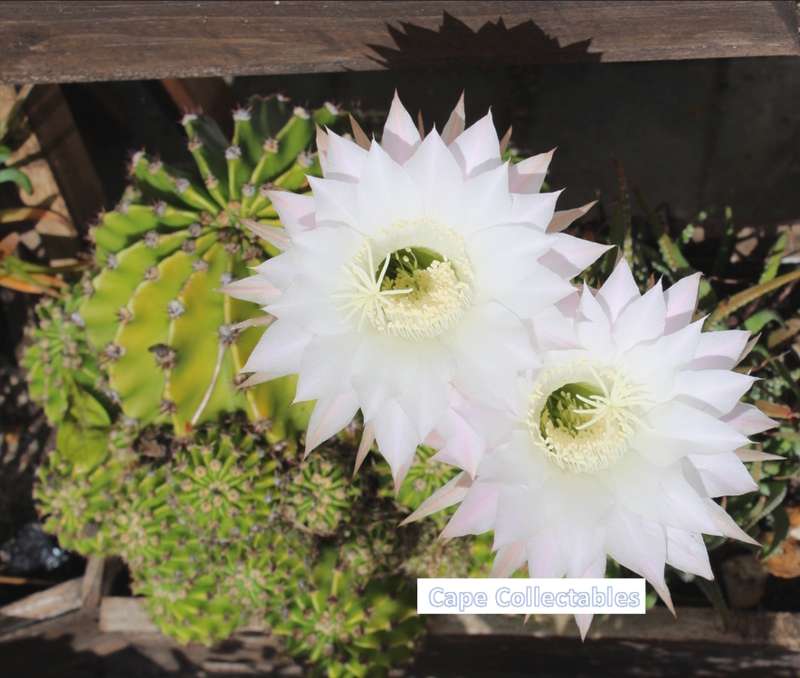 `Cactus: White Flower` Original Digital Download Stock Photo