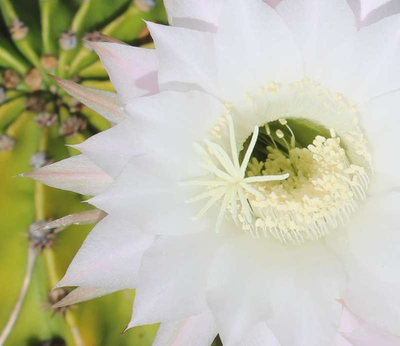 `Cactus: White Flower` Original Digital Download Stock Photo