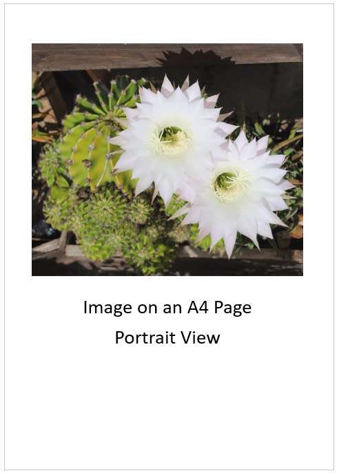 `Cactus: White Flower` Original Digital Download Stock Photo