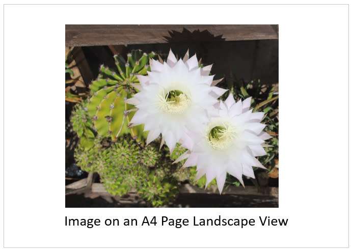 `Cactus: White Flower` Original Digital Download Stock Photo