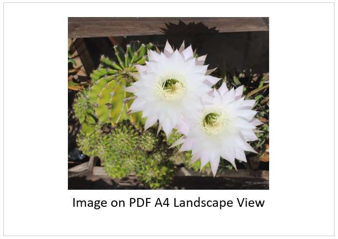 `Cactus: White Flower` Original Digital Download Stock Photo