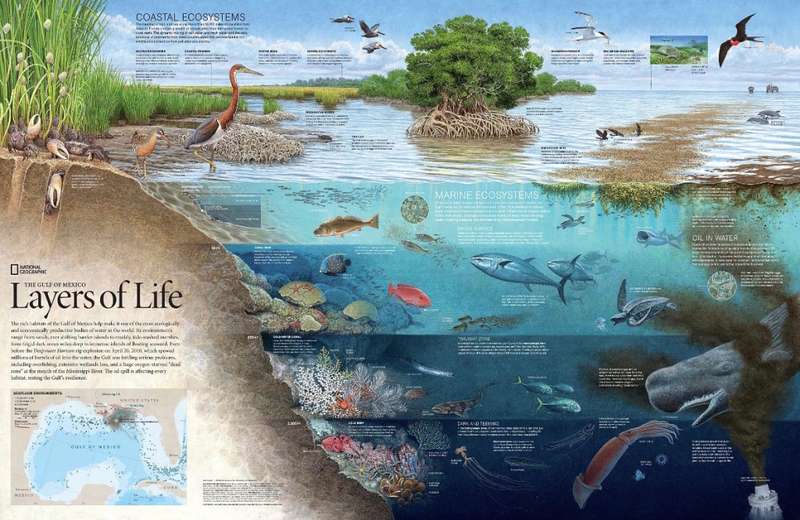National Geographic Folded Map The Gulf Of Mexico A Geography Of Offshore Oil 2010