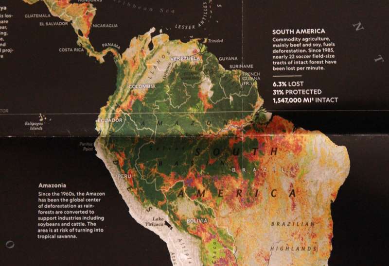 National Geographic Folded Map The Worlds Forests May 2022
