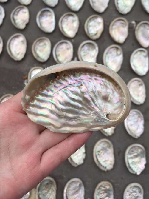 Small Abalone Shell