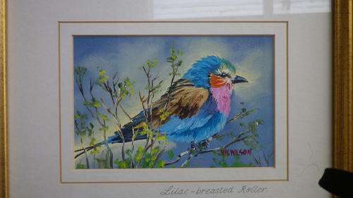 STUNNING SMALL OIL PAINTING OF A LILAC CRESTED ROLLER IN LOVELY GOLD FRAME. VERY SPECIAL!
