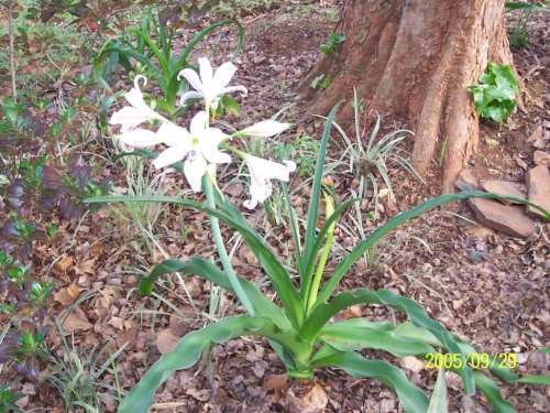 Crinum macowani