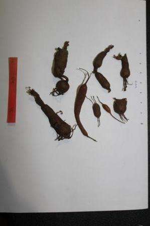 Pelargonium triste tubers 4 yrs old