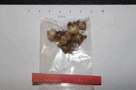 Lachenalia viridiflora 3yr old bulbs for 5 bulbs