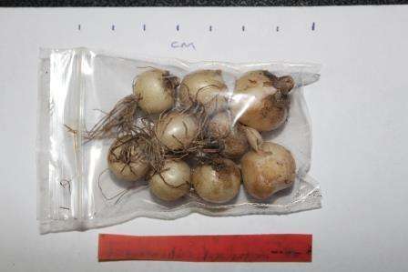 Lachenalia bachmanni 4yr old bulbs for 4 bulbs