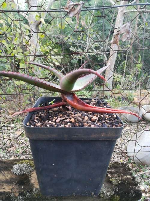 Aloe rupestris