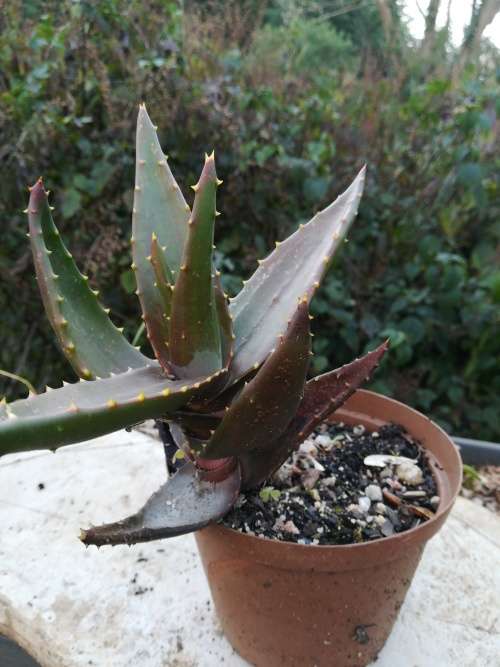 Aloe mitriformis