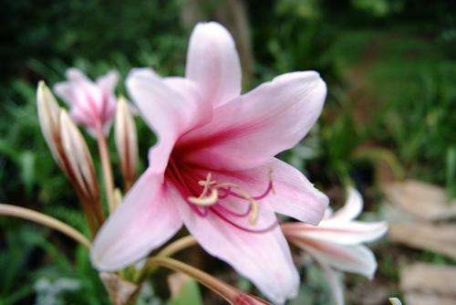 Crinum Bulbispernum bulbs 3 years old