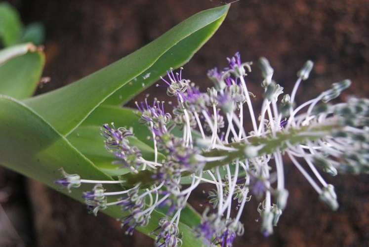 Ledebouria bulb mix, incl 3 different bulbs