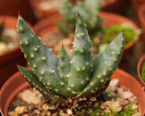 aloe reitzi, 1 year old succulent plant